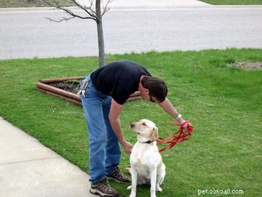 Come addestrare un cucciolo misto Pit Bull-Labrador