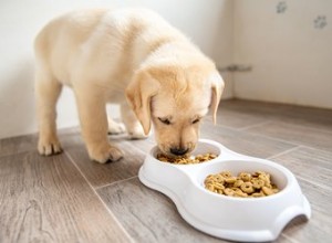Come preparare cibo fatto in casa per cani con una dieta renale