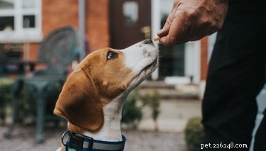 Come preparare cibo fatto in casa per cani con una dieta renale