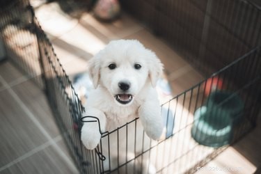 Come addestrare un cucciolo nel vasino in sette giorni