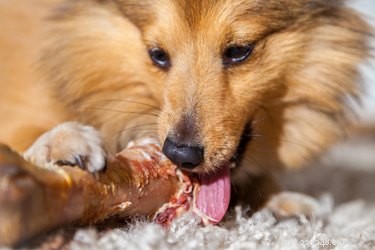 犬のために骨を調理する方法 