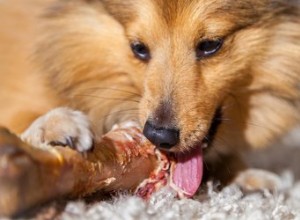 Comment faire cuire des os pour chiens