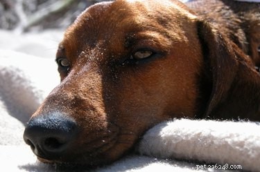 Hondengedrag:plassen in bed