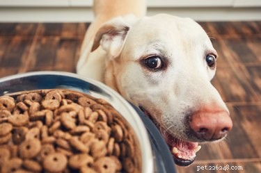 Säker mat för hundar med kronisk njursvikt