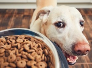 Bezpečné krmivo pro psy s chronickým selháním ledvin