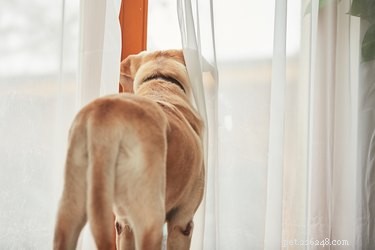 Poging tot zindelijkheidstraining en regressie van honden