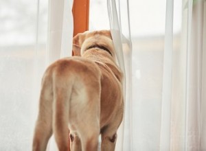 Poging tot zindelijkheidstraining en regressie van honden