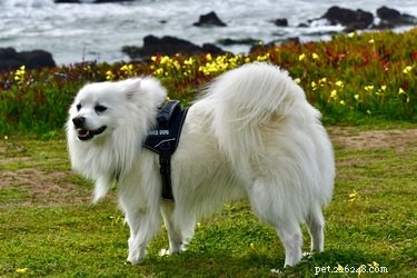 Een hond laten certificeren als hulphond in de staat Washington