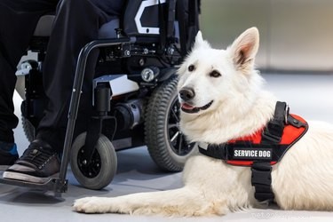 Hur man får en hund certifierad som servicehund i Washington State
