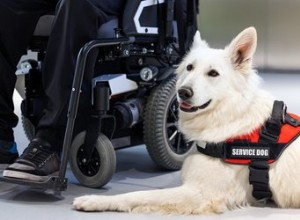 Como obter um cão certificado como cão de serviço no estado de Washington