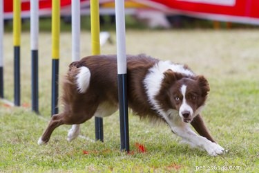 Como construir seu próprio equipamento de agilidade para cães