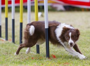 Hoe u uw eigen behendigheidsuitrusting voor honden kunt bouwen