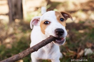 Hoe u kunt voorkomen dat honden op hout kauwen