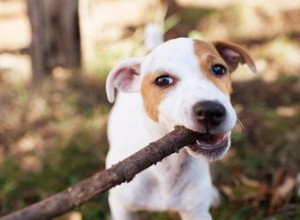 Hoe u kunt voorkomen dat honden op hout kauwen