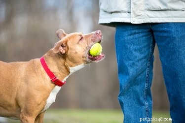 Vad är en sällskapshundscertifiering?