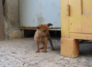 Как приучить трехнедельного щенка к горшку