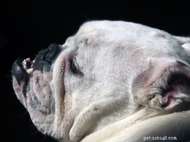 Hoe voorkom je dat een Engelse Bulldog-puppy bijt