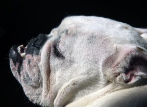 Hoe voorkom je dat een Engelse Bulldog-puppy bijt