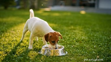 Estimulantes naturais de apetite para cães