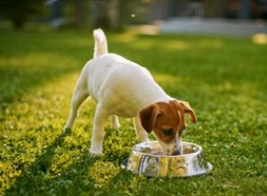 Stimulants naturels de l appétit pour chiens