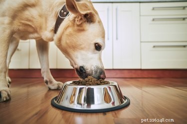 개를 위한 천연 식욕 자극제