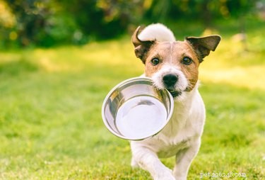 Naturliga aptitstimulerande medel för hundar