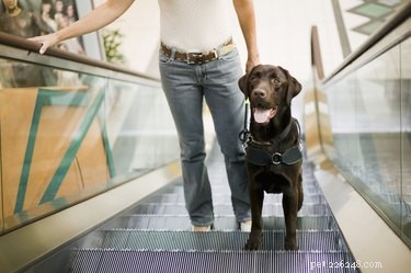 Как собаки-поводыри могут помочь слепым?