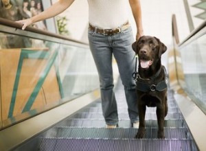 Jak mohou vodící psi pomáhat slepým lidem?