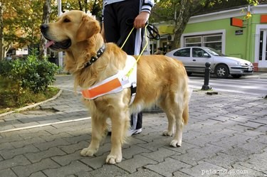 Jak mohou vodící psi pomáhat slepým lidem?