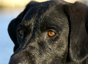 黒の実験犬を訓練する方法 