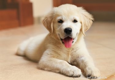 Hoe u het agressieve gedrag van een labrador puppy kunt stoppen