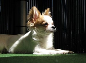 Chihuahua-puppy s trainen