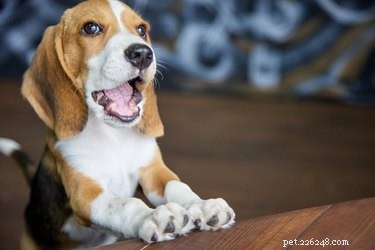 Domácí hořká tekutina, která pomůže psům přestat žvýkat