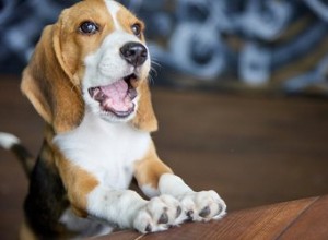 Zelfgemaakte bittere vloeistof om honden te helpen stoppen met kauwen