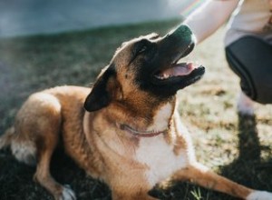 コロラドで介助犬として私の犬を認定する方法 