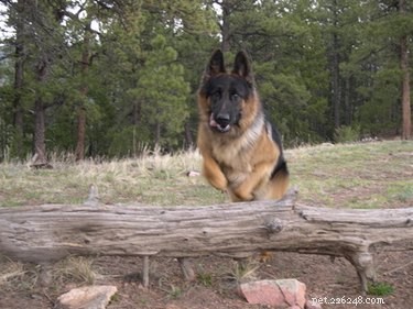 Mijn hond certificeren als hulphond in Colorado