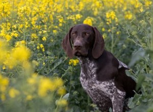 Duitse kortharige wijzerpuppy s trainen