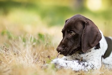 ジャーマンショートヘアードポインター子犬を訓練する方法 