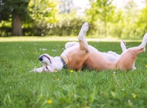 Come addestrare il tuo cane a giocare da solo