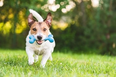 Como treinar seu cachorro para brincar sozinho