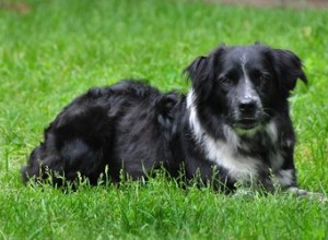 Como treinar seu cachorro para não morder