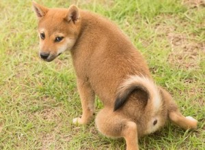 Wat is de gemiddelde tijd om een ​​puppy zindelijk te maken?