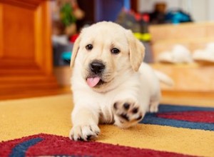 De snelste manier om te stoppen met bijten bij puppy s