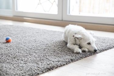 Hoe voorkom je dat een hond op het tapijt kauwt