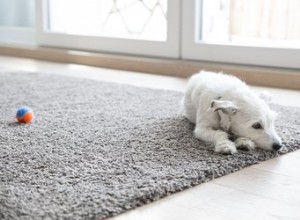 Como evitar que um cachorro mastigue o tapete
