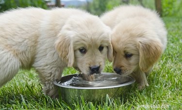 Můžete dát cukrovou vodu štěně? 