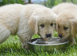 Kun je een puppy suikerwater geven?