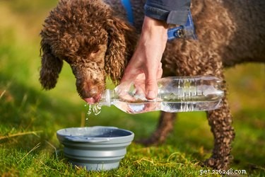Kun je een puppy suikerwater geven?
