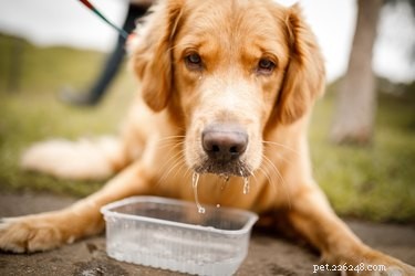 Можно ли давать воду с сахаром щенку?