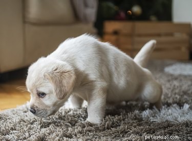 Como fazer um cachorro parar de urinar no tapete